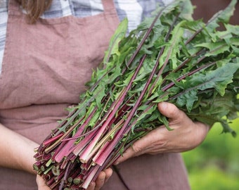 Red Stem Endive Italian Dandelion (Chicory) Seed Heirloom, Non-GMO, Shipping with Tracking