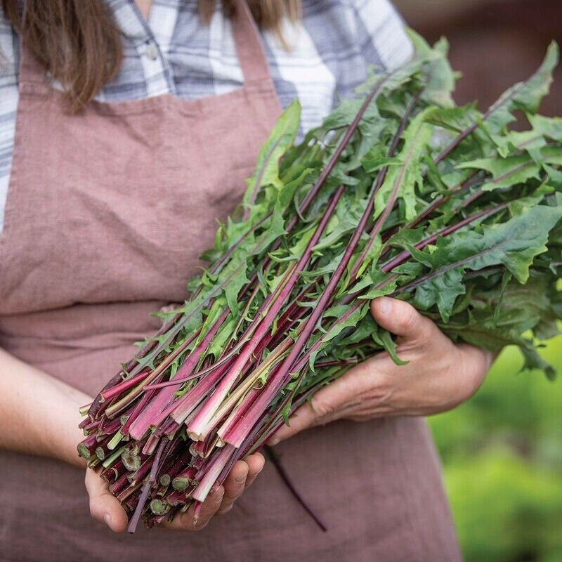 Red Stem Endive Seeds Italian Dandelion (Chicory)Heirloom,Non-GMO, with Tracking