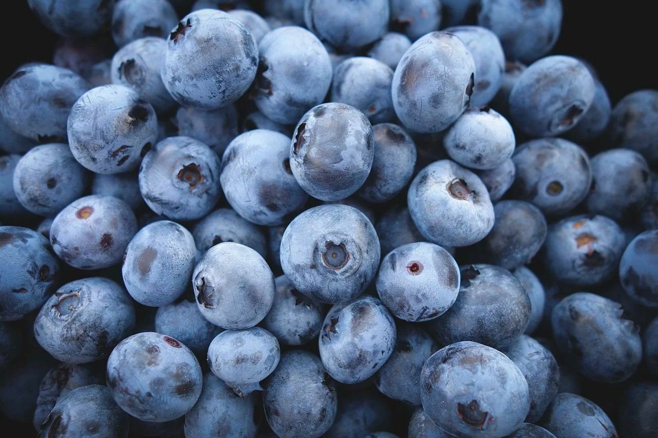 Highbush Blueberry Seeds Non-Gmo, Shipped With Tracking, Fresh Blueberry Seeds