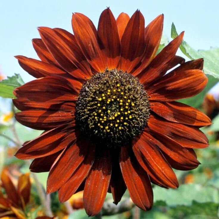 Velvet Queen Sunflower Seeds Non-GMO + Tracking, Wildflower Seeds, Garden Gift