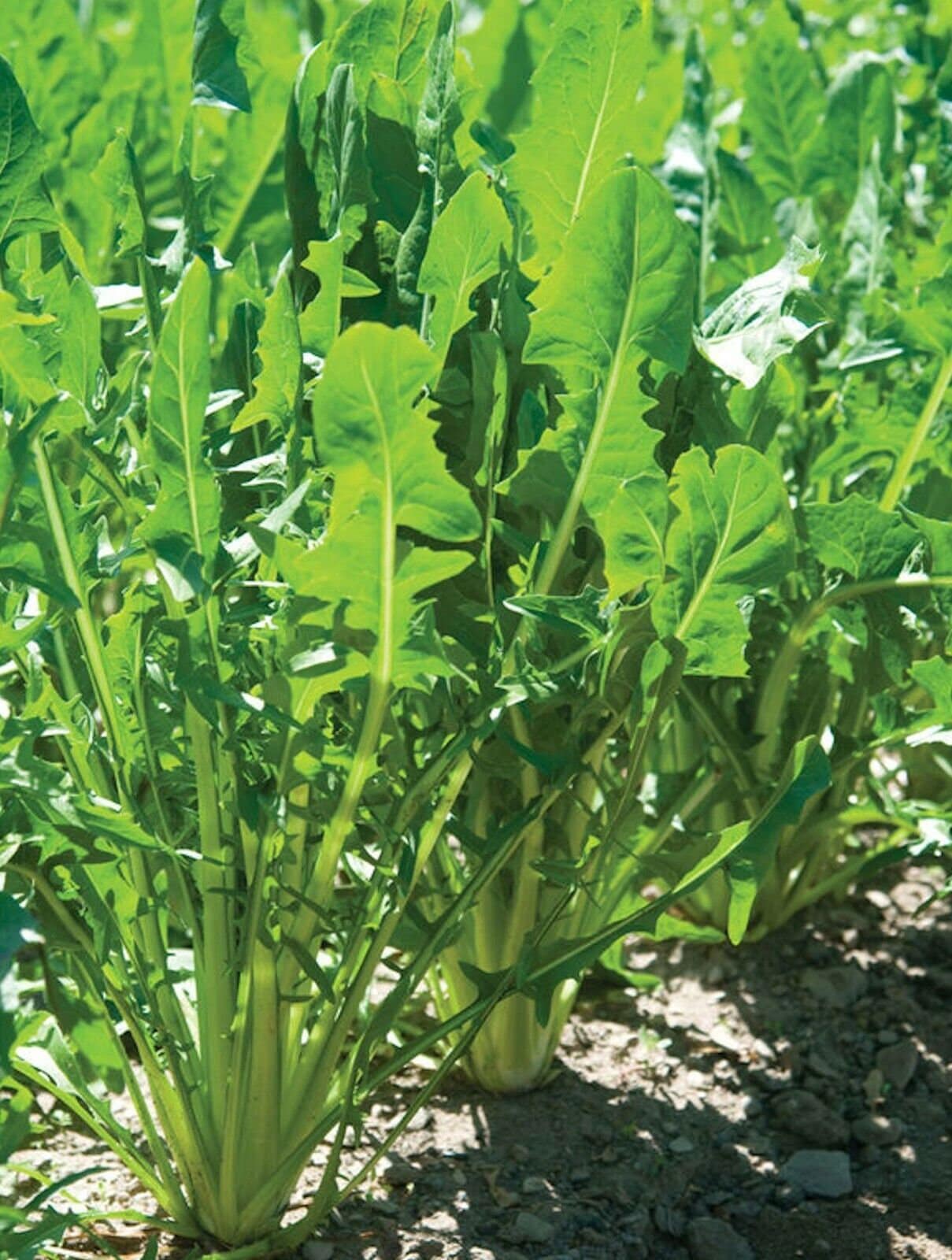 Heirloom Italian Dandelion Catalogna Emerald Endive Seeds, Tracking Included