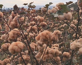 Brown Cotton Gossypium Seeds, Fast Shipping with Tracking, Rare Seeds, Gardening Gift