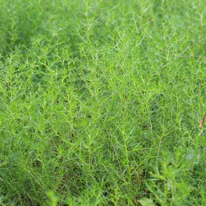 a close up of a field of green grass