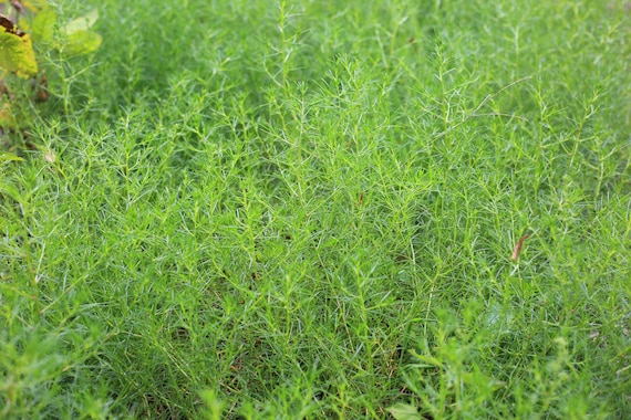 Saltwort Herb Seeds Non-GMO Japanese Culinary Herb, Tracking Included, Herb Garden Starter, Herb Planting Seeds