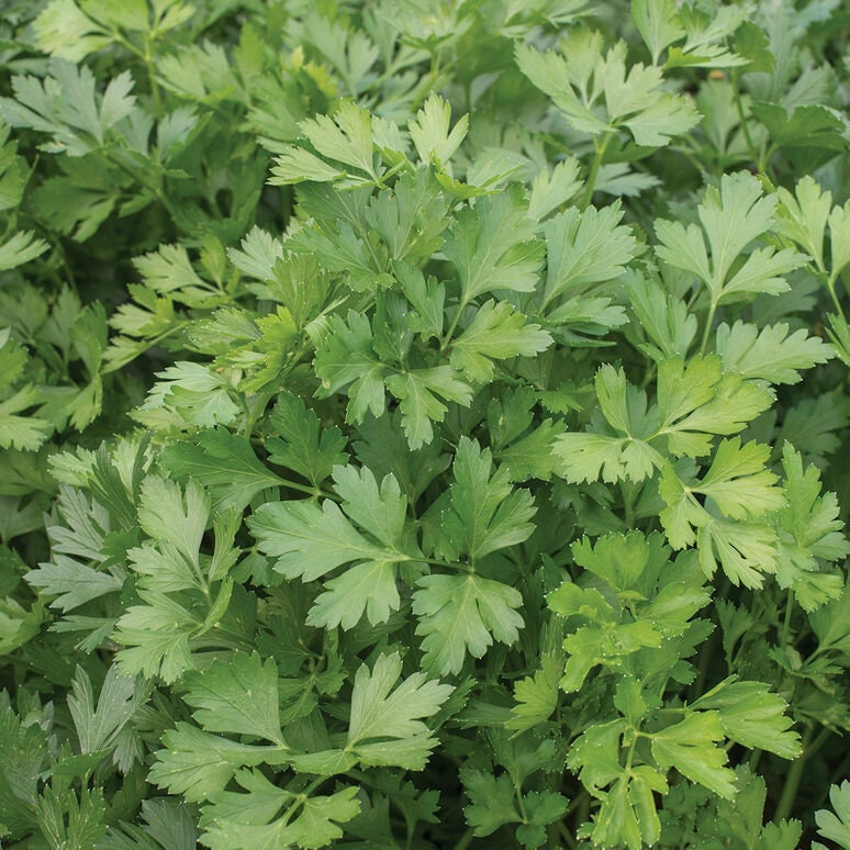 Italian Giant Parsley Seeds NON-GMO Heirloom, Tracking Included