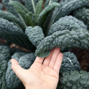 Lacinato Kale Seeds Non-GMO Heirloom, Tracking Included, dinosaur kale,Tuscan kale