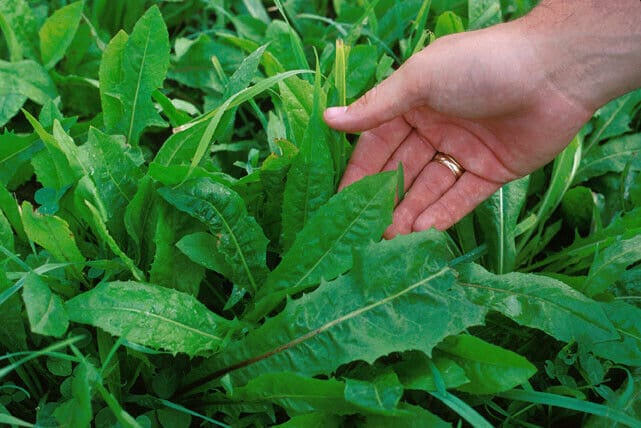 Oasis Chicory Endive Seeds Non-GMO, Tracking Shipment, Garden Seed Pack