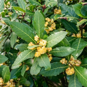 Laurus Nobilis Bay Leaf Seeds, Laurel Tree Seeds, Herb Garden Seeds, Culinary Bay Seeds, Aromatic Herb Plant, Kitchen Garden