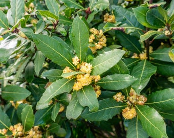 Laurus Nobilis Bay Leaf Seeds, Laurel Tree Seeds, Herb Garden Seeds, Culinary Bay Seeds, Aromatic Herb Plant, Kitchen Garden