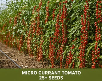 25+ Micro Currant Tomato Seeds – Red Currant, Tiny Wild Tomato, Non-GMO