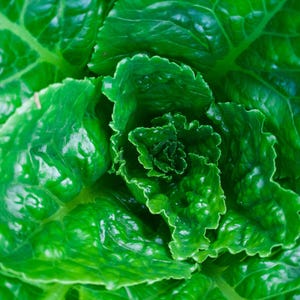 Parris Island Lettuce Seeds Non-GMO Heirloom, Tracking Included,Urban Gardening, Heirloom Seeds, Garden Gift