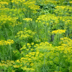 a field full of yellow flowers and green grass