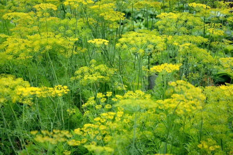a field full of yellow flowers and green grass