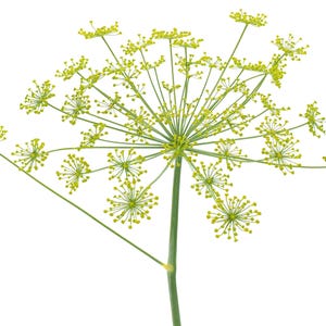 a close up of a yellow flower on a white background