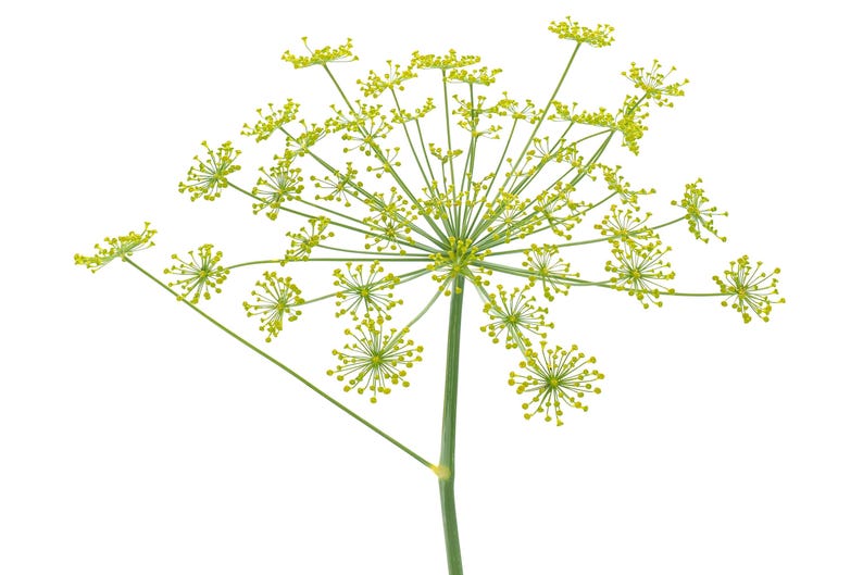 a close up of a yellow flower on a white background