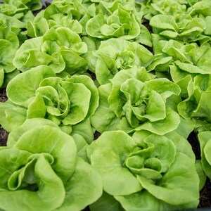 a close up of a bunch of green lettuce