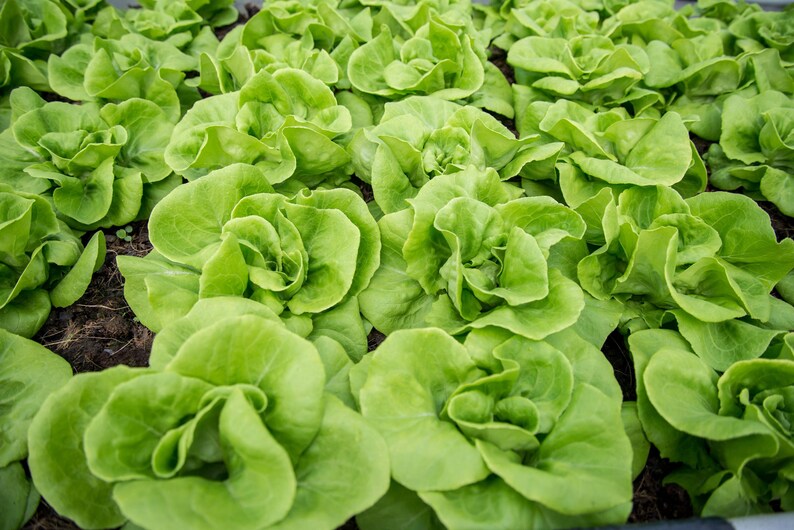 a close up of a bunch of green lettuce