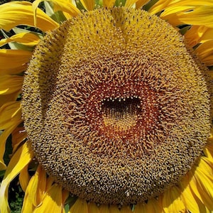 American Giant Hybrid Sunflower Seeds, Tracked Shipping, Gardening Gift, Sunflower Lover, Flower Seeds, Shipped With Tracking