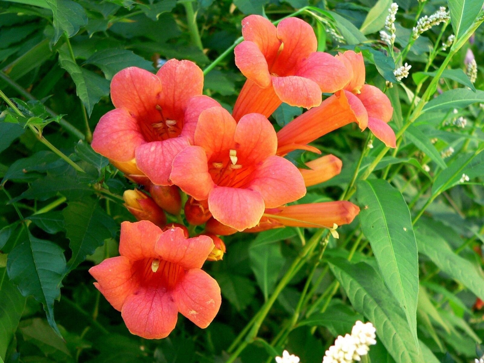 70 Hummingbird Trumpet Creeper Vine Campsis Radicans Flower Seeds
