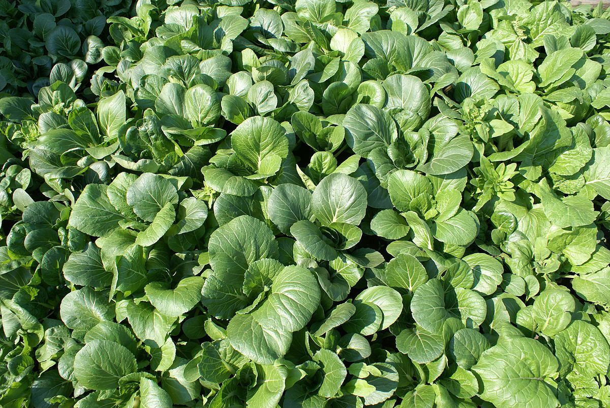 Tat Soi Chinese Cabbage Seeds with Tracking, Heirloom Seeds, Non-GMO Seeds