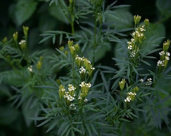 300 Huacatay Seeds Black Mint Peruvian Medicinal & Culinary Herb Tagetes Minuta