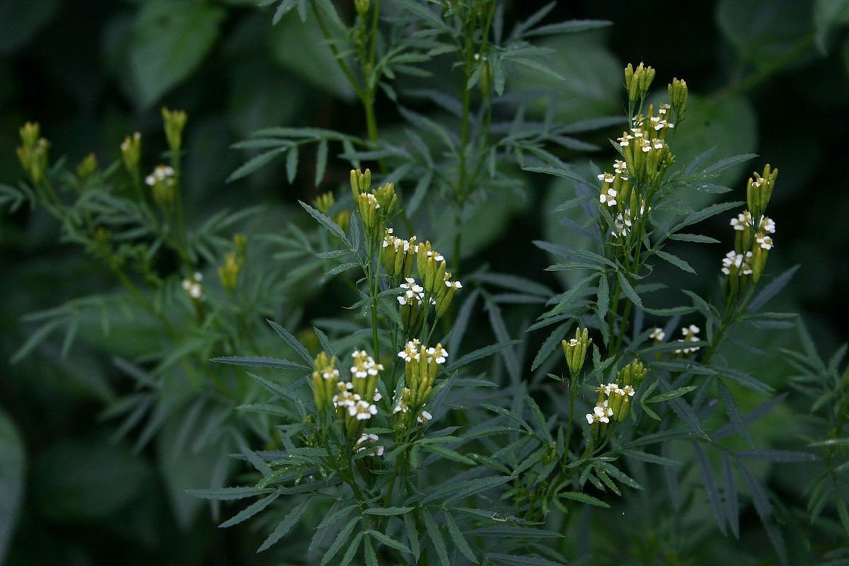 Huacatay Seeds Black Mint Culinary Herb, Tagetes Minuta, with Tracking