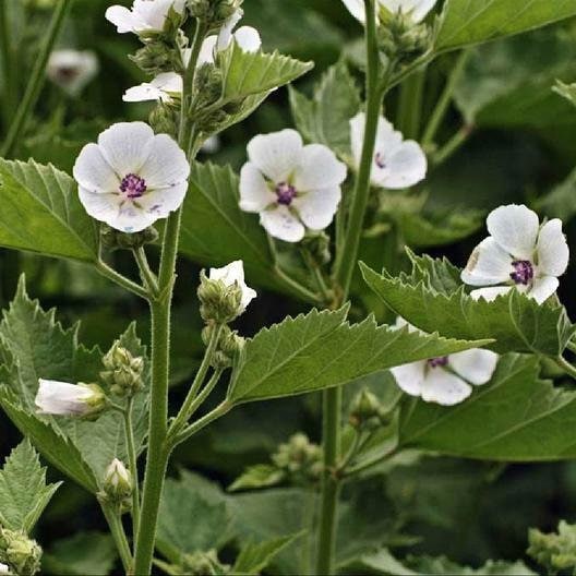 Marshmallow Seeds Althaea Officinalis Non-GMO, Shipped with Tracking