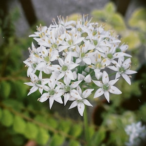 Garlic Chives Seeds, Non-GMO, Shipped With Tracking, Culinary Herb Seeds, Gardening Supply
