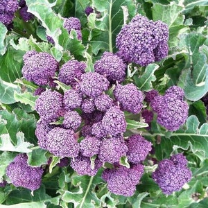 May include: Close-up of a purple sprouting broccoli plant with many small purple florets. The plant is growing in a garden setting.