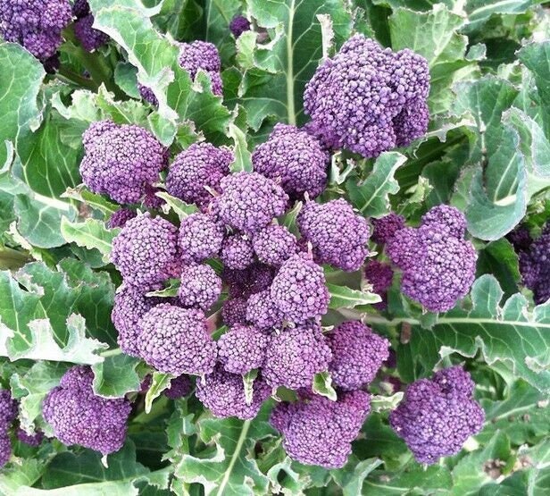 Heirloom Purple Sprouting Broccoli Seeds with Tracking, Non-GMO, Garden