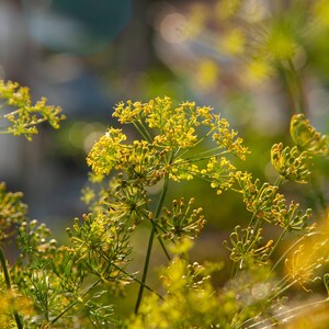a close up of a plant with yellow flowers
