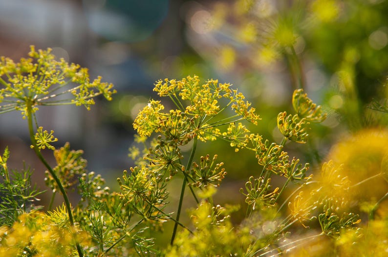 a close up of a plant with yellow flowers