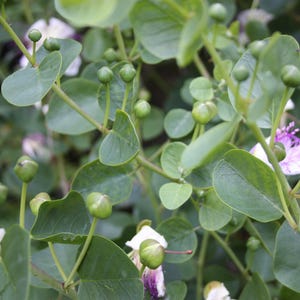 Caper Seeds Capparis spinosa Tracking Included, Herb Seeds, Edible Plants, Green Thumb Gift, Gardening Supplies