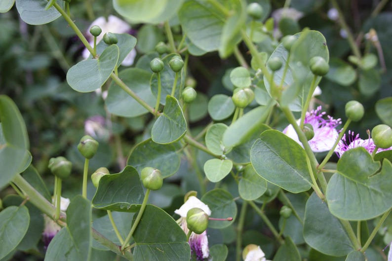 a close up of a plant with flowers and leaves