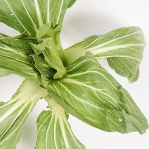 a close up of a leafy plant on a white background