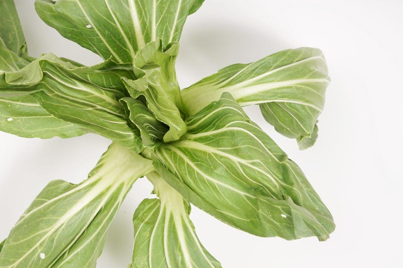 a close up of a leafy plant on a white background
