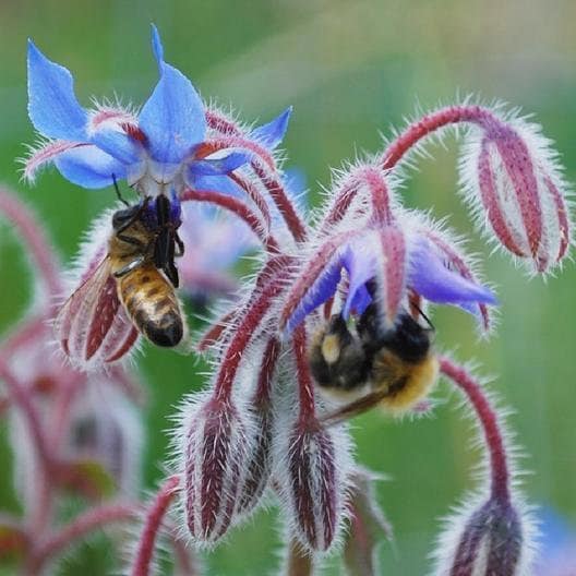Borage Seeds Edible Flowers Leaves, Heirloom Annual Non-GMO, With Tracking