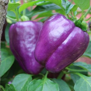 Purple Beauty Bell Pepper Seeds Non-GMO Heirloom, Shipped with Tracking, Heirloom Garden Seeds