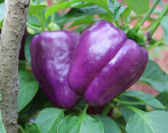 Purple Beauty Bell Pepper Seeds Non-GMO Heirloom, Shipped with Tracking, Heirloom Garden Seeds