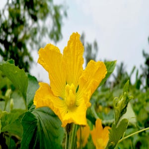 a close up of a yellow flower in a field