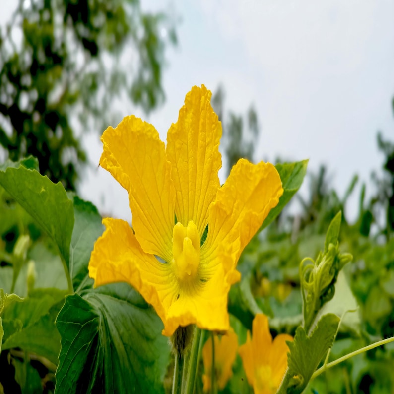 a close up of a yellow flower in a field