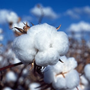 May include: Close-up of a cotton boll, showing the fluffy white fibers. The boll is attached to a branch with brown stems. The background is a field of cotton bolls and a blue sky with white clouds.