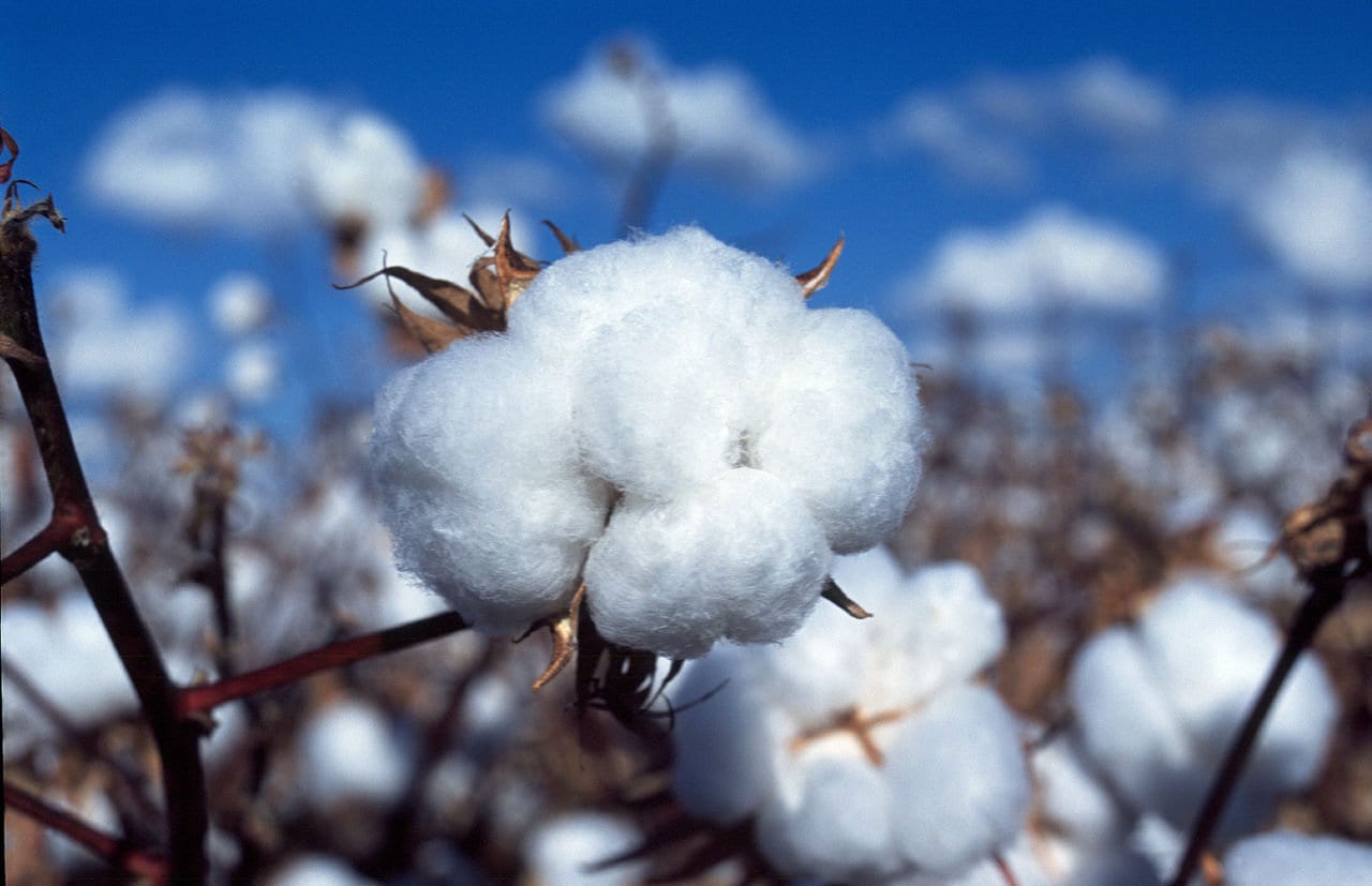 White Cotton Seeds Gossypium Non-GMO, with Tracking