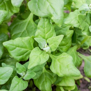 May include: A close-up of a lush green leafy plant with small white flowers. The plant has large, vibrant green leaves with a smooth texture.