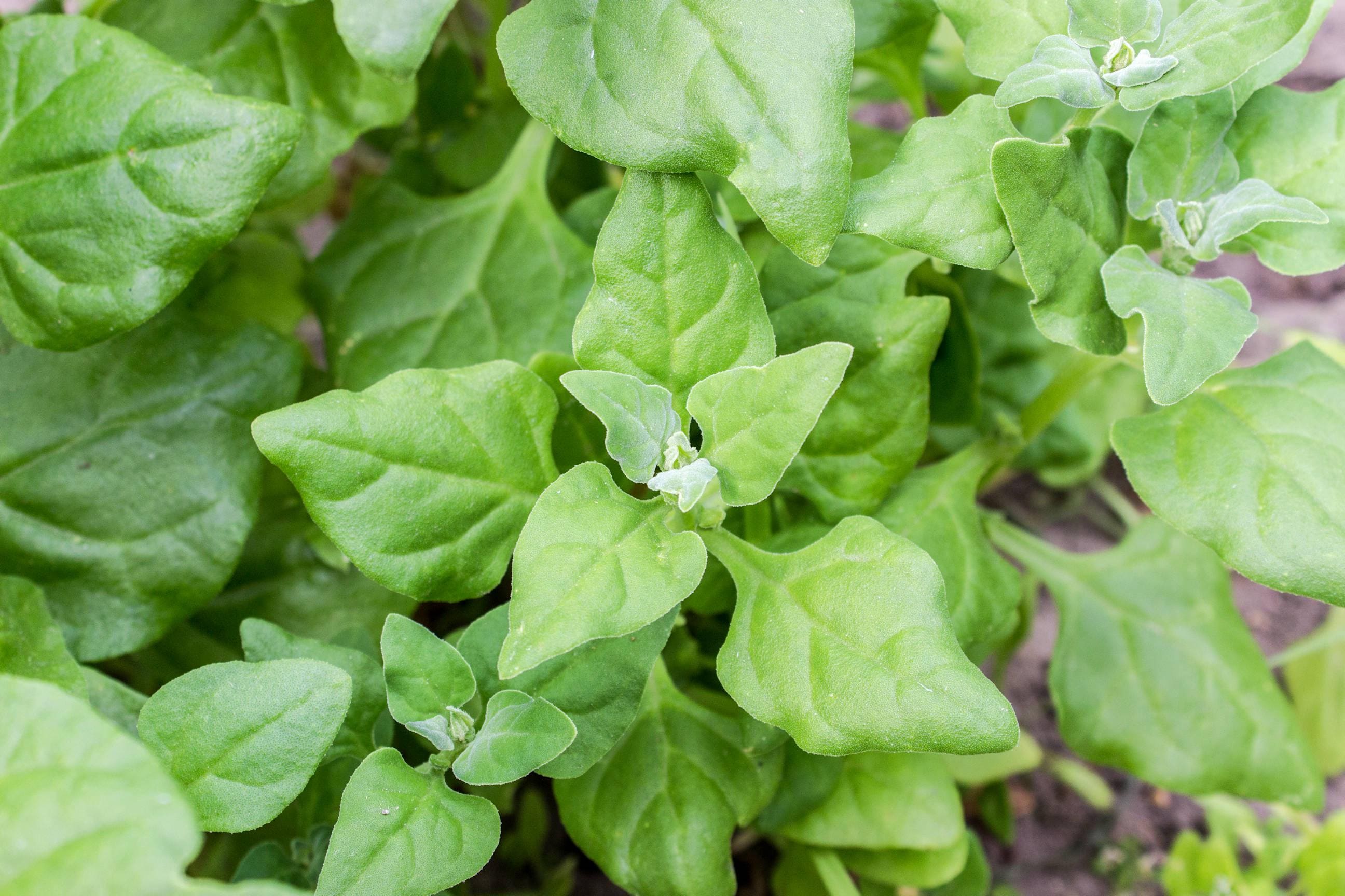50 New Zealand Spinach Seeds Non-GMO Free Shipping