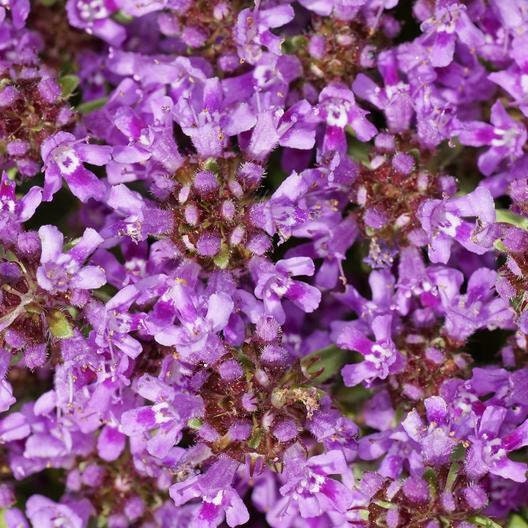 Creeping Thyme Seeds, Beautiful Blooms,Dwarf 6 Inch Variety, Non-GMO, Tracking