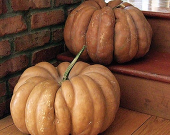 30 Fairytale Pumpkin Seeds Heirloom Annual Non-GMO Free Shipping