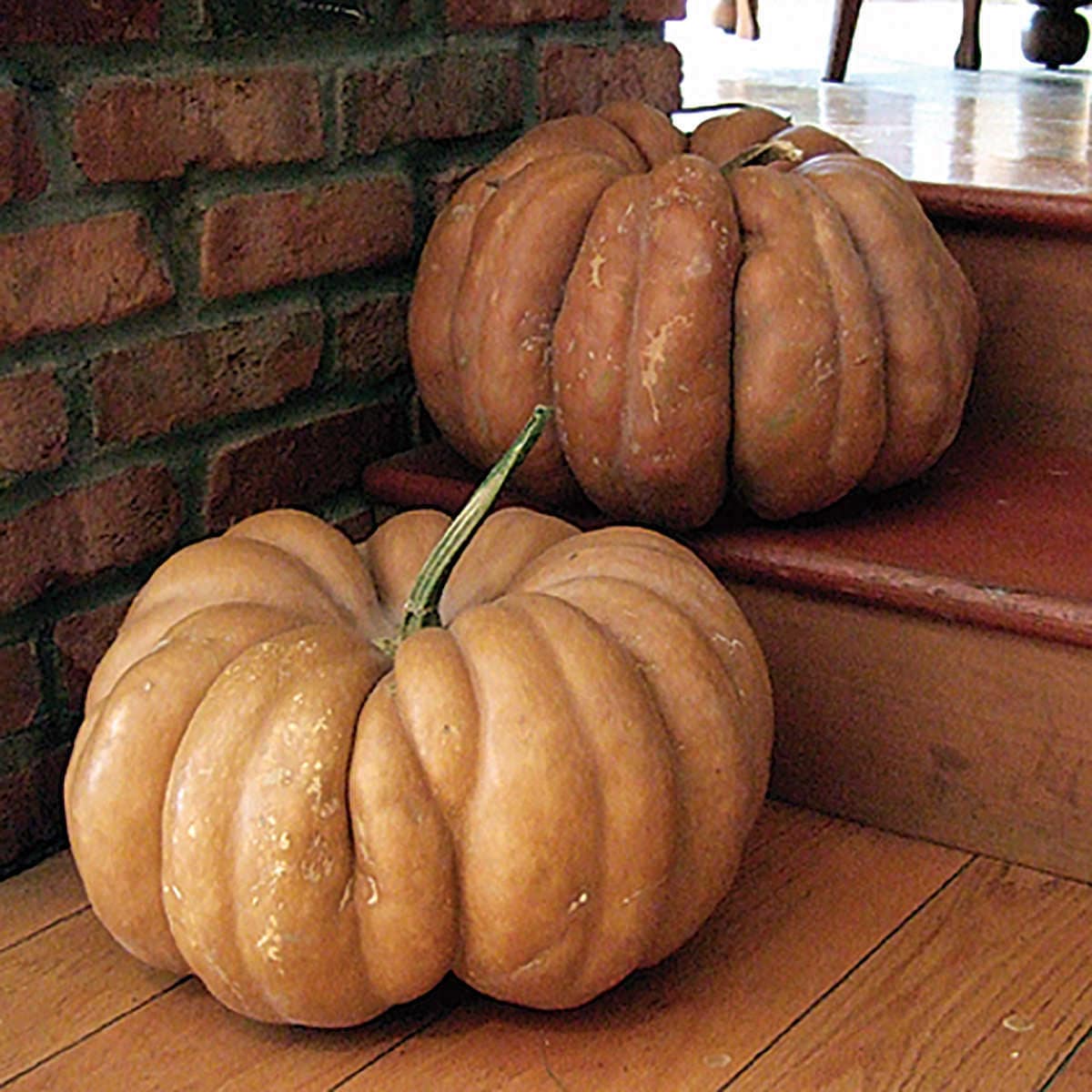 Fairytale Pumpkin Seeds Heirloom Non-GMO, Tracking Included, Unique Pumpkin
