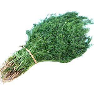 a bunch of green grass on a white background