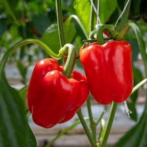 California Wonder Pepper Seeds Non-GMO Heirloom, With Tracking, Garden Seeds, Bell Peppers, Gardening Gift